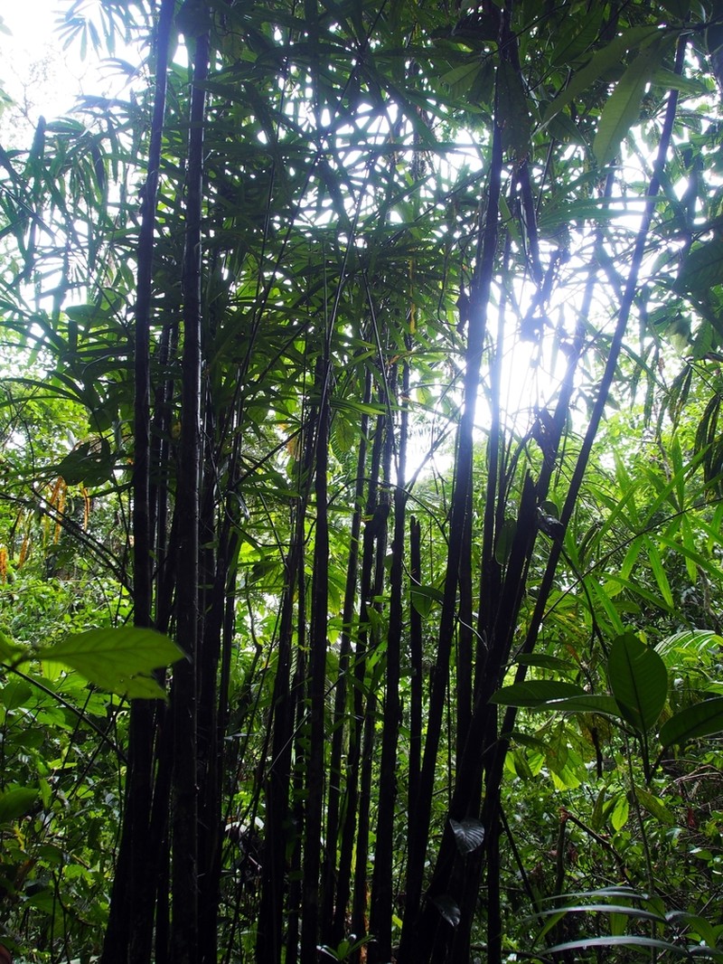 Bactris coloradonis photo 4