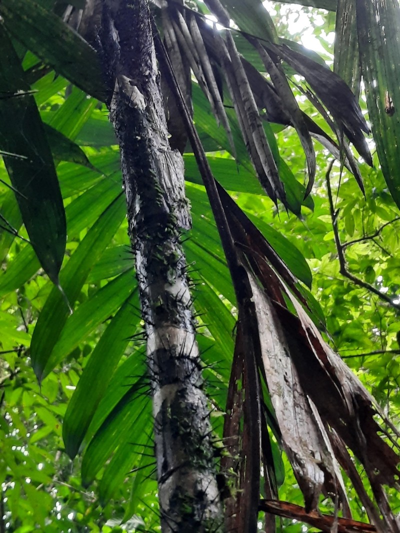 Bactris coloradonis photo 7