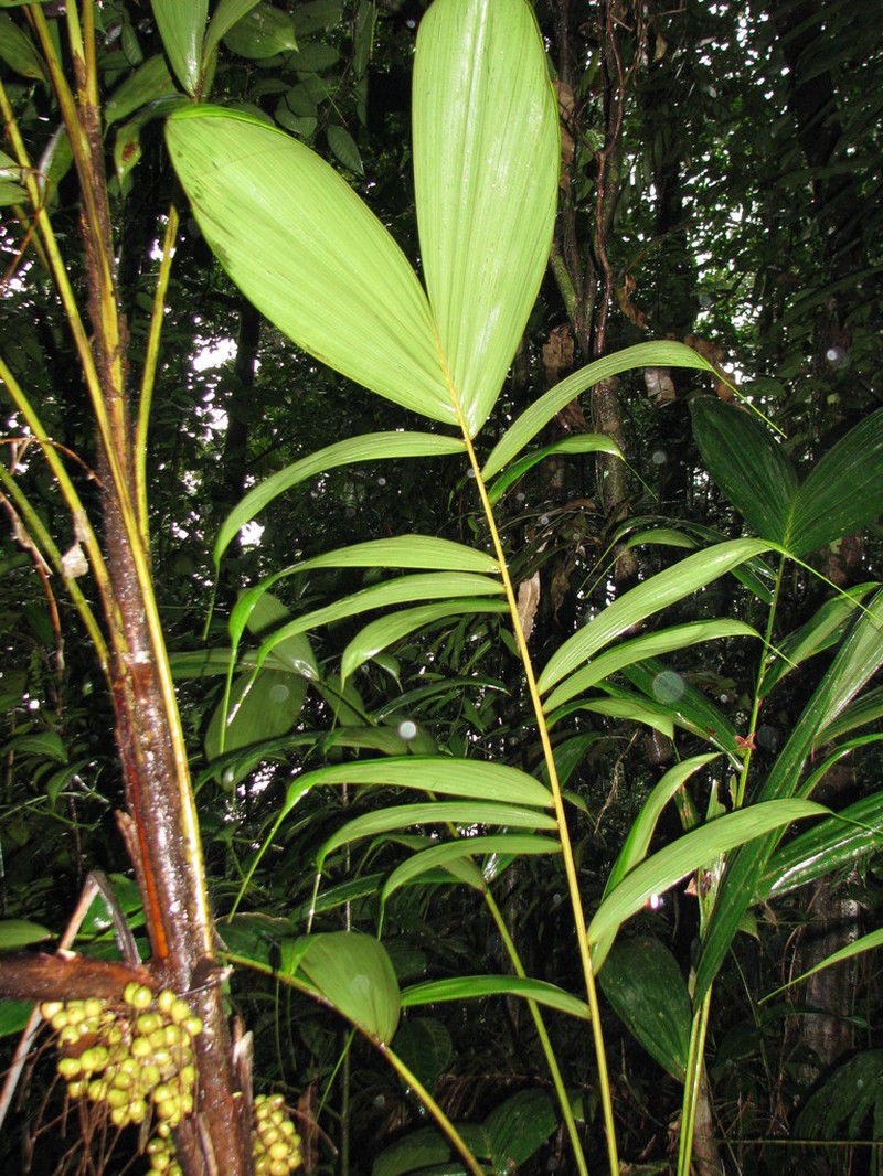 Bactris coloradonis photo 8