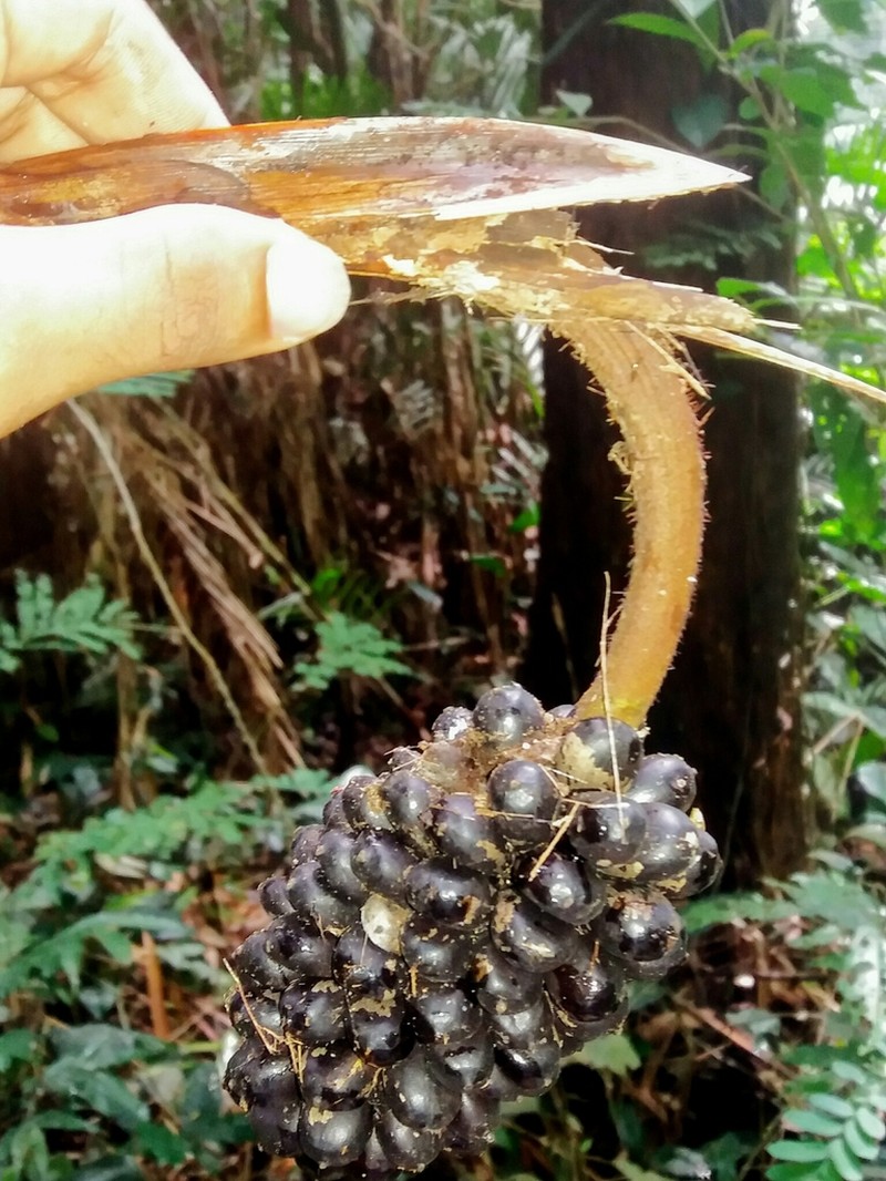 Bactris concinna