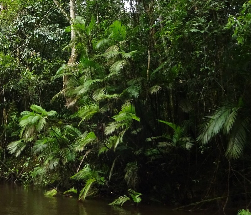 Bactris concinna photo 2