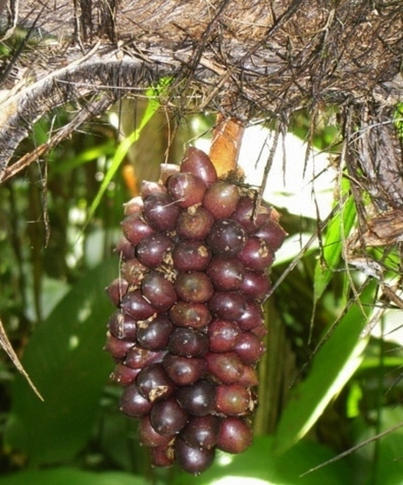 Bactris concinna photo 3