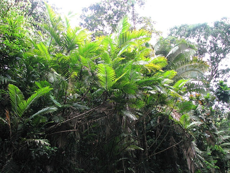 Bactris concinna photo 4