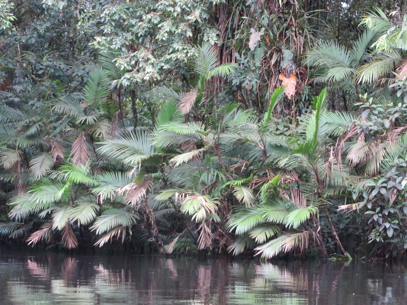 Bactris concinna photo 5