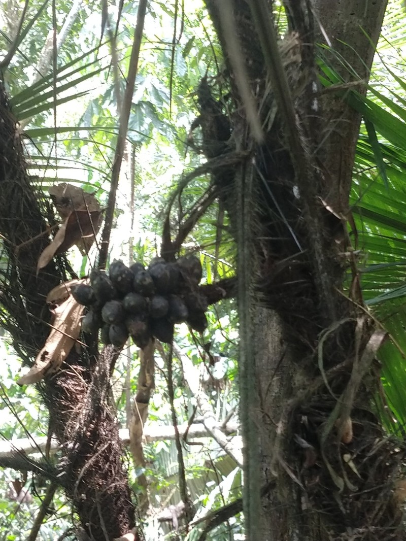 Bactris concinna photo 6
