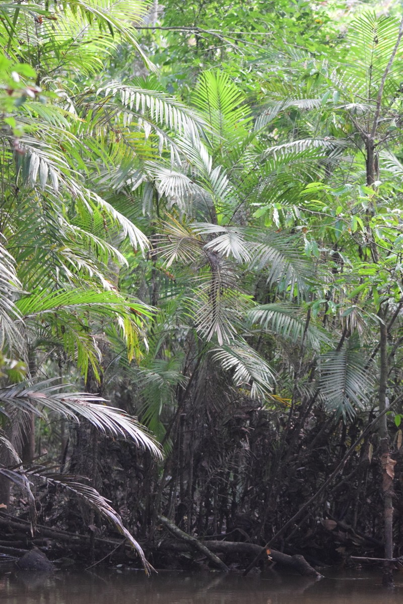 Bactris concinna photo 7