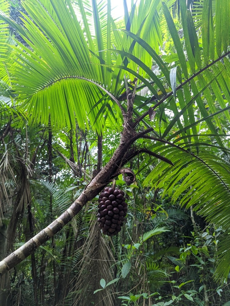 Bactris concinna photo 8