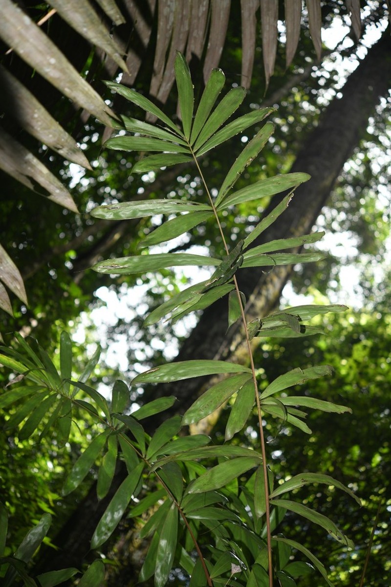 Bactris constanciae