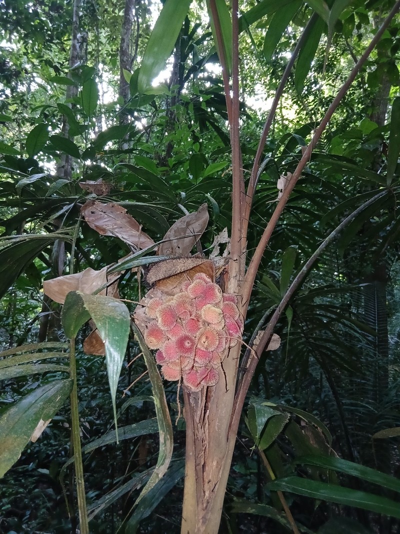 Bactris constanciae photo 2