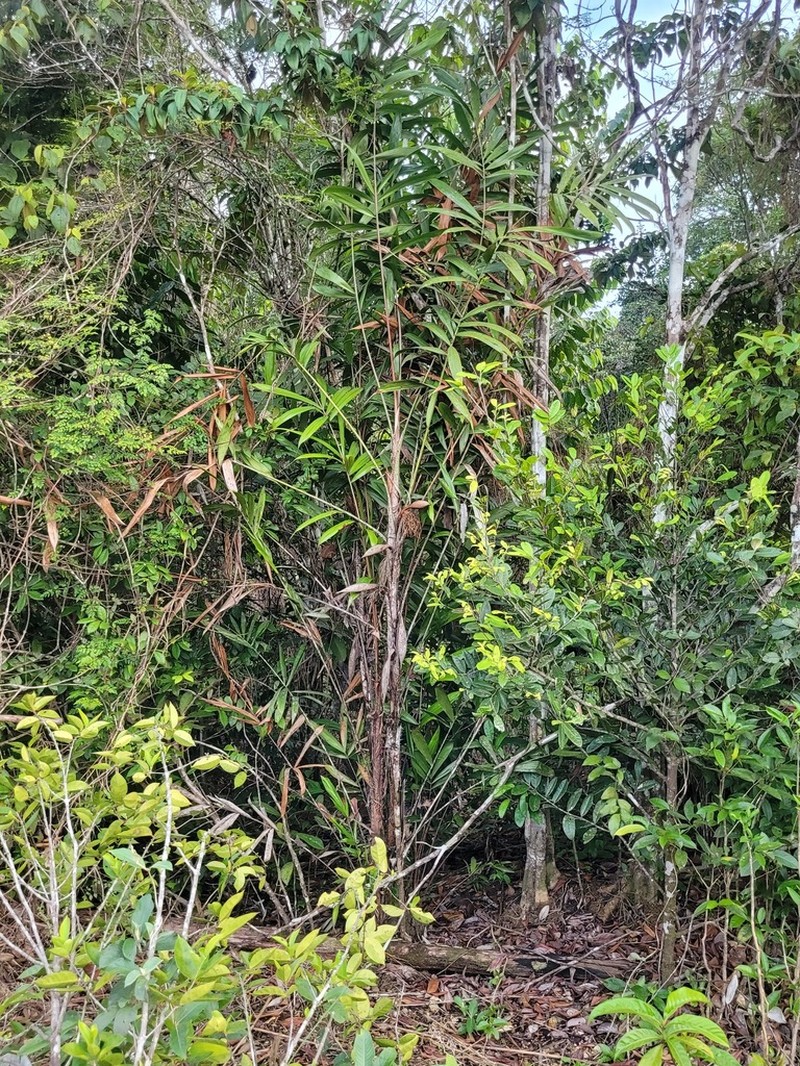 Bactris constanciae photo 3