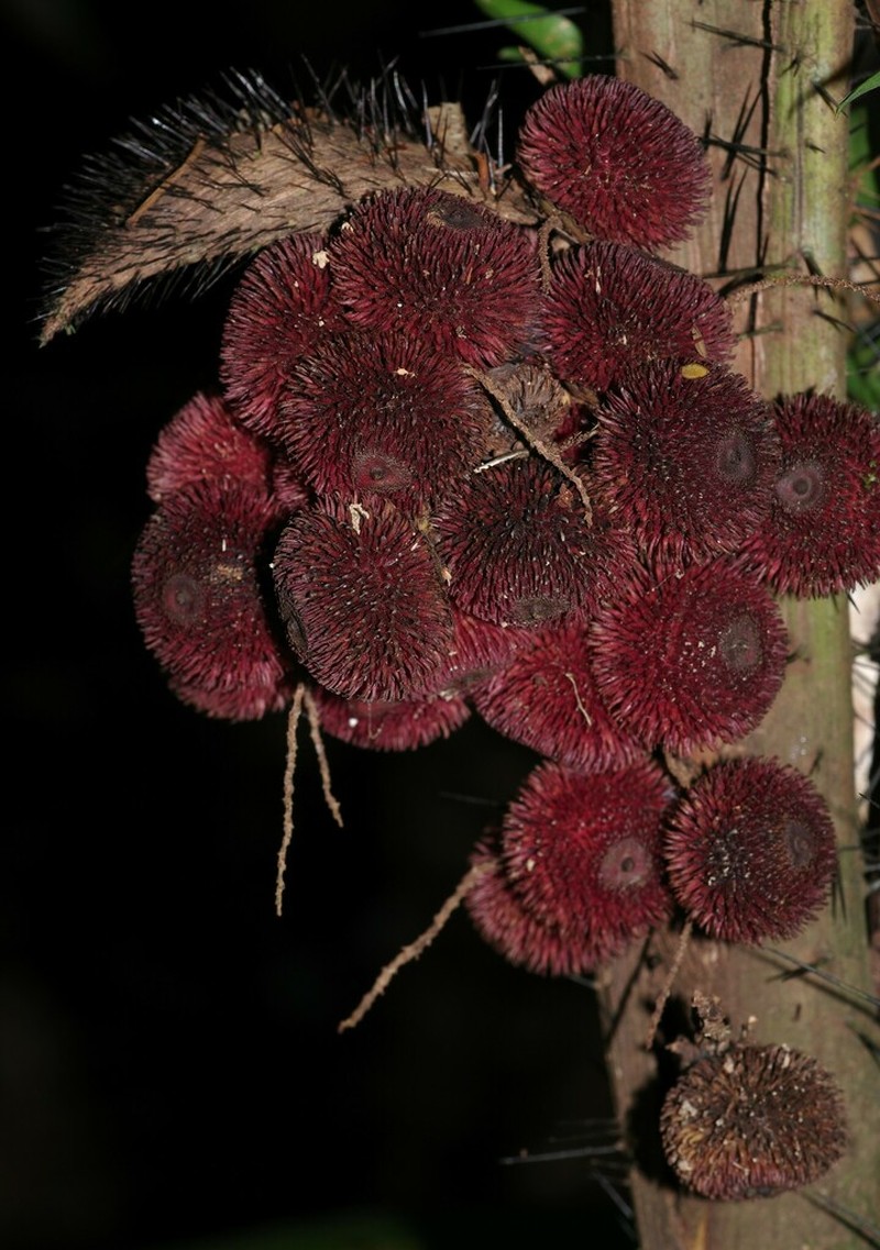 Bactris constanciae photo 4