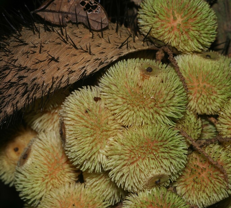 Bactris constanciae photo 5