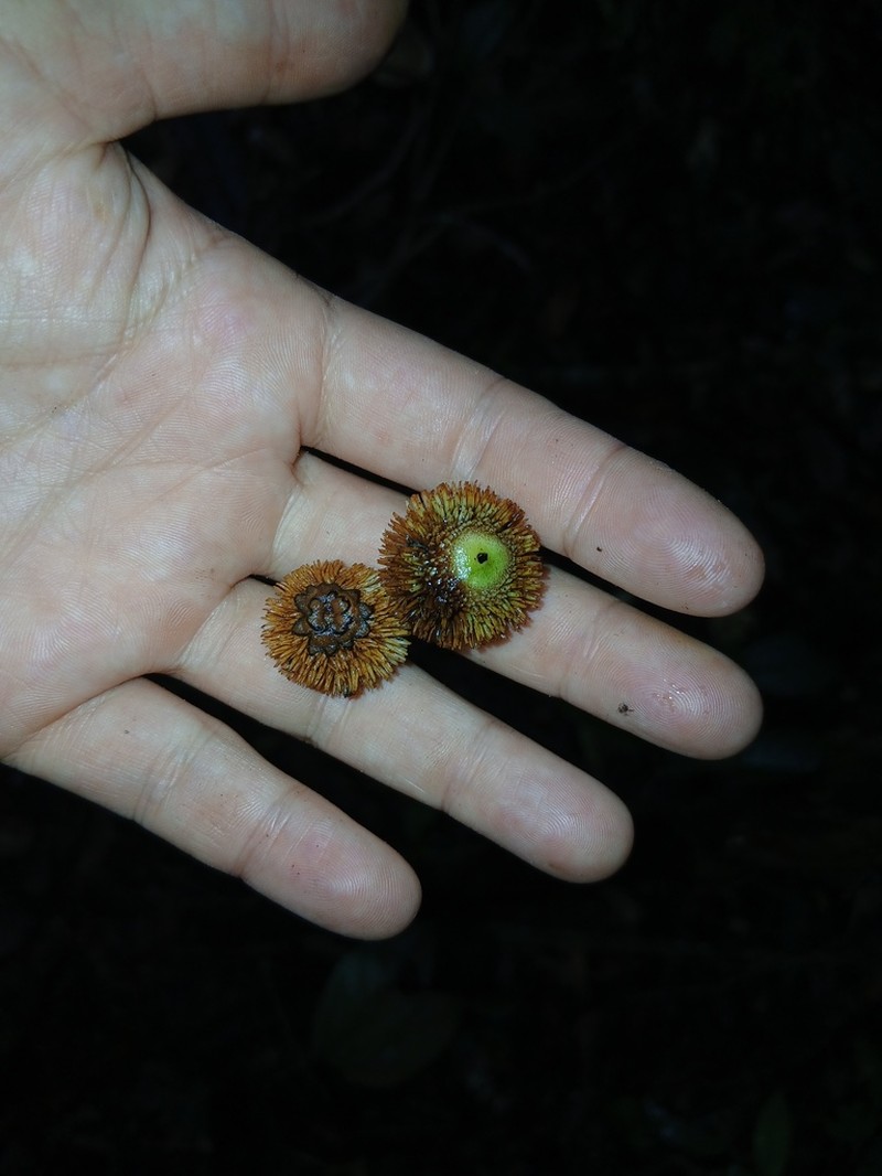 Bactris constanciae photo 6