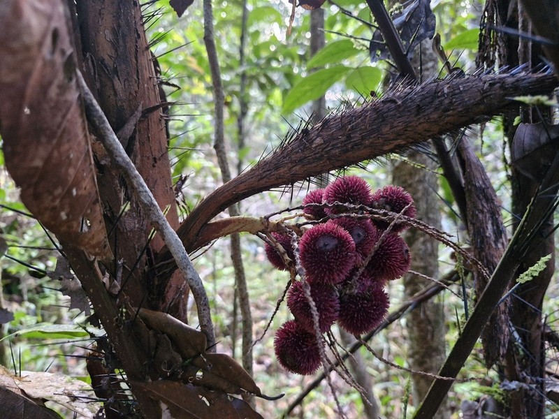 Bactris constanciae photo 7