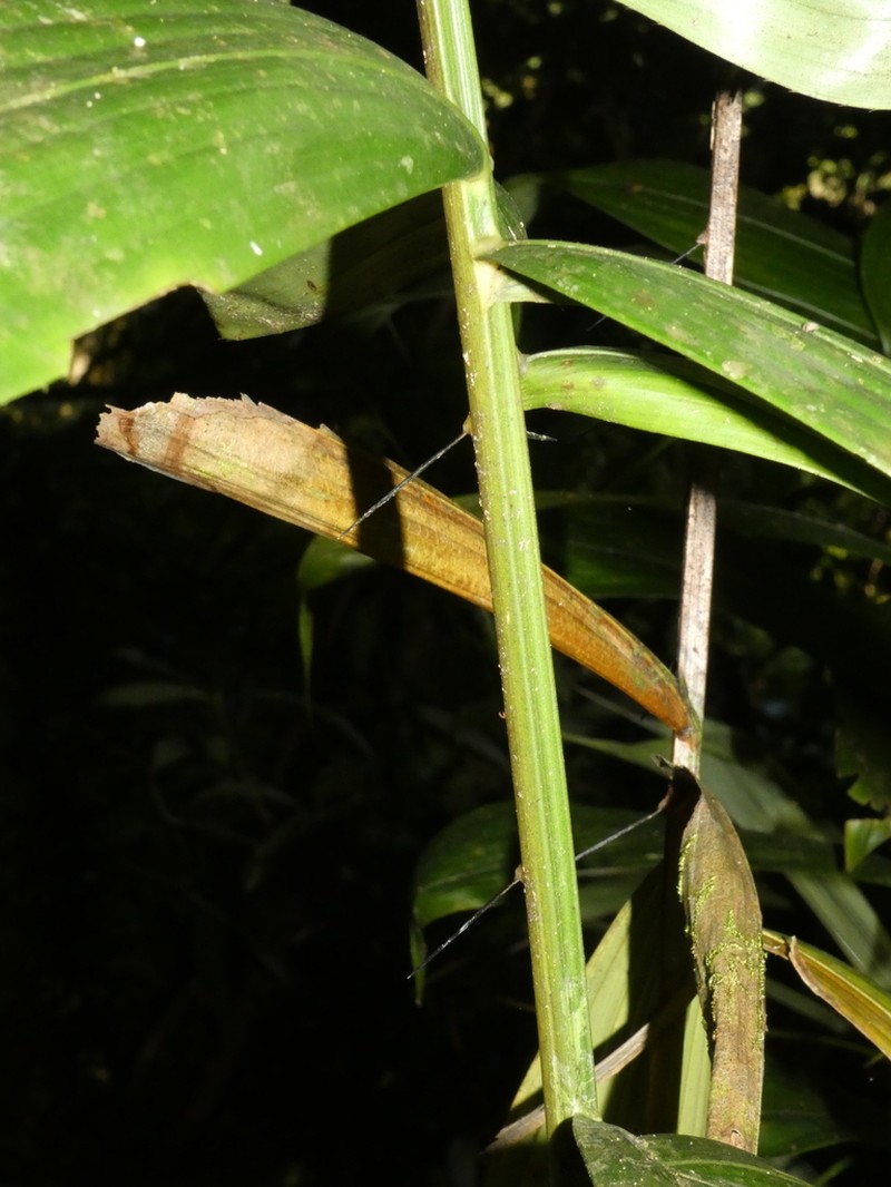 Bactris constanciae photo 8