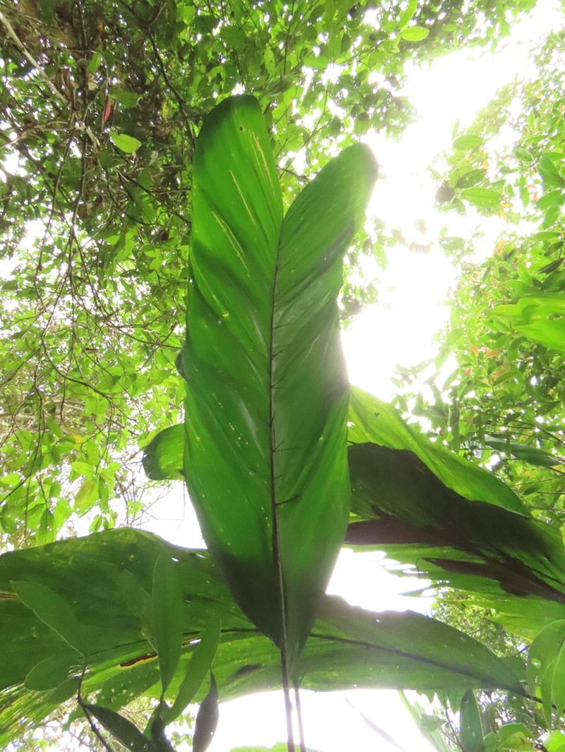 Bactris corossilla photo 2
