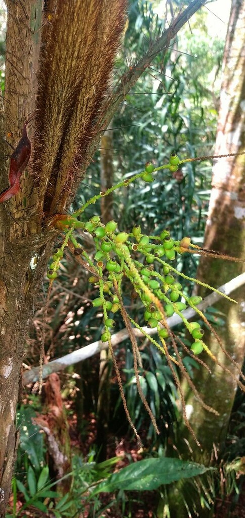 Bactris corossilla photo 3