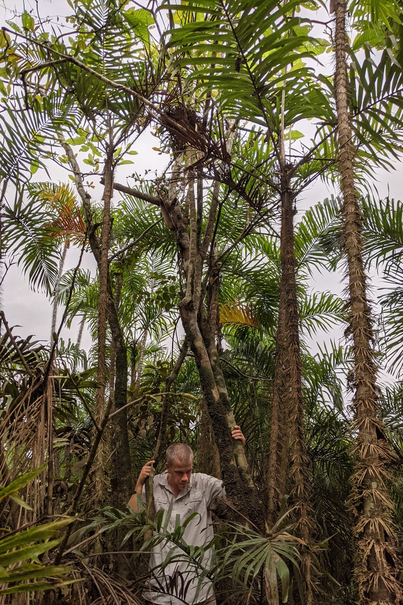 Bactris corossilla photo 5