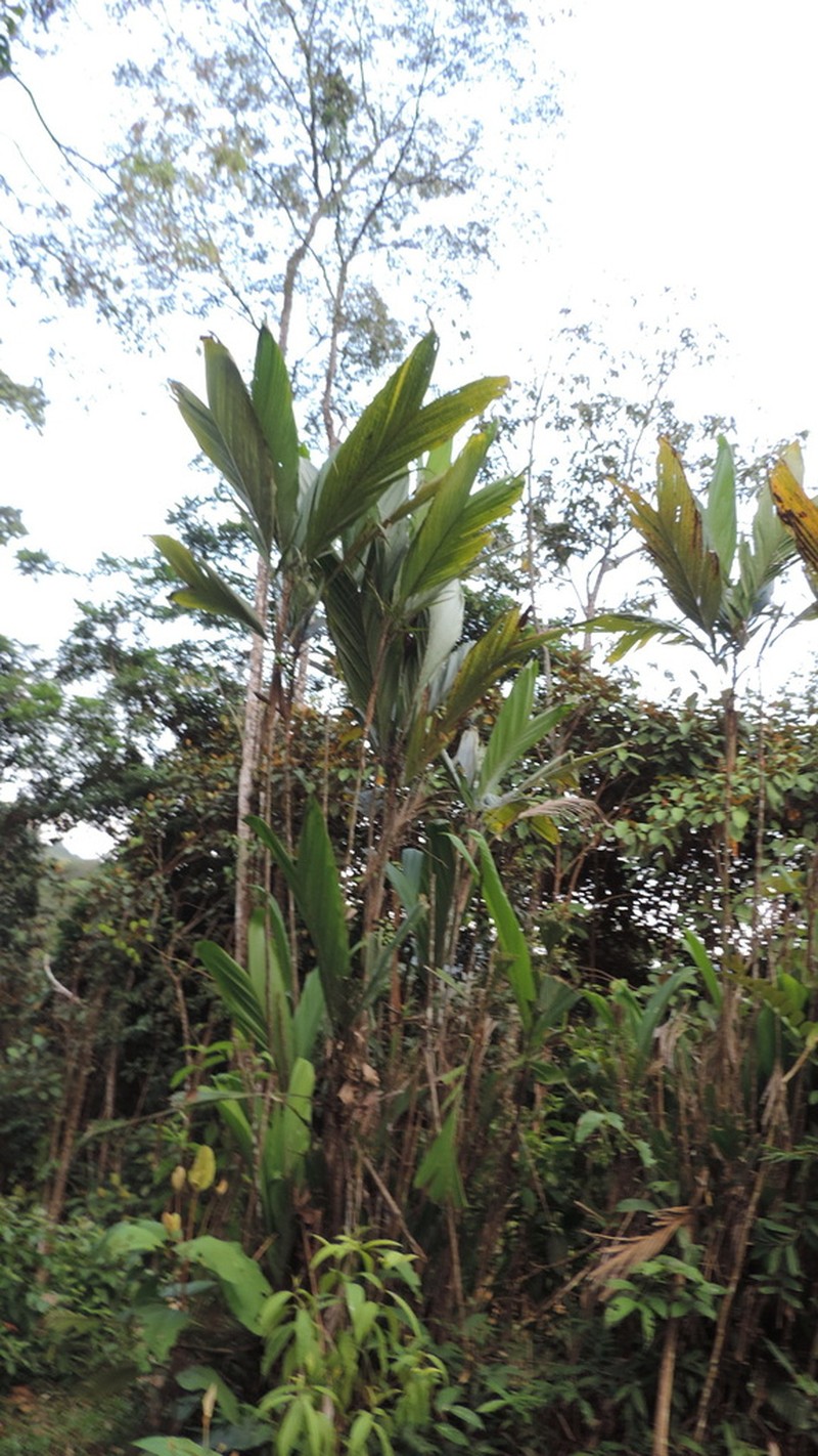 Bactris corossilla photo 6