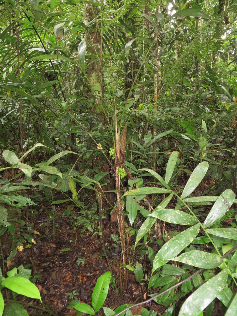 Bactris corossilla photo 7
