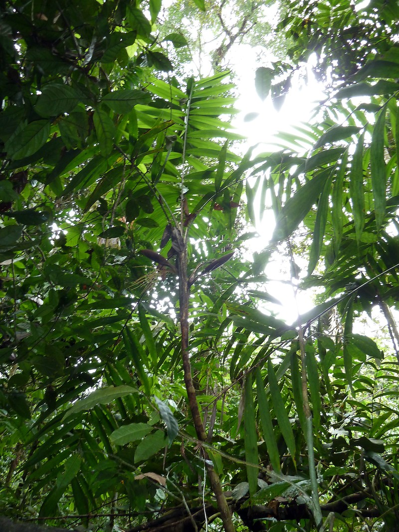Bactris corossilla photo 8