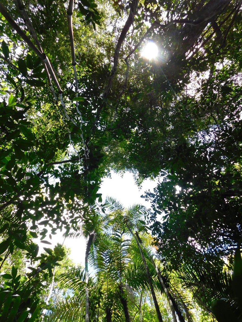 Bactris cubensis