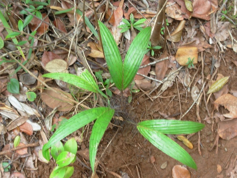 Bactris cubensis photo 2