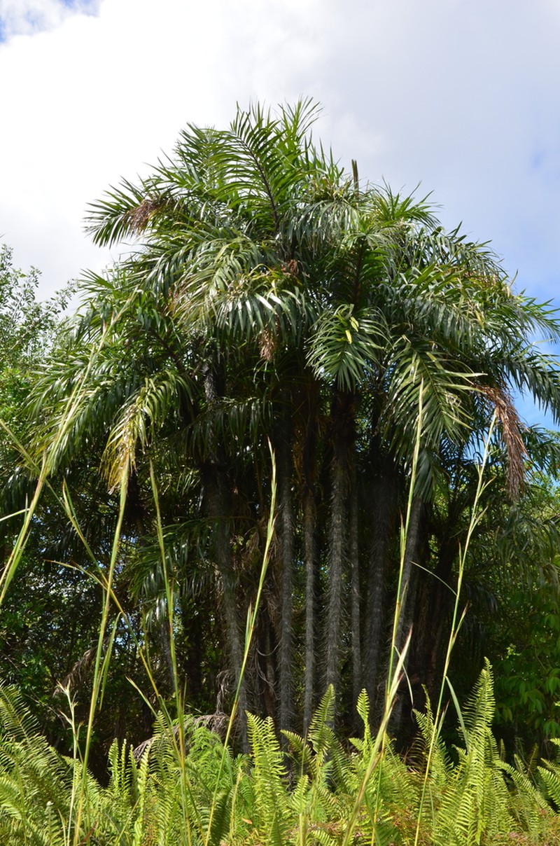 Bactris cubensis photo 3