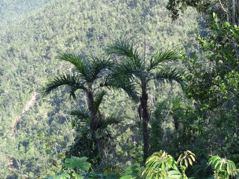 Bactris cubensis photo 4