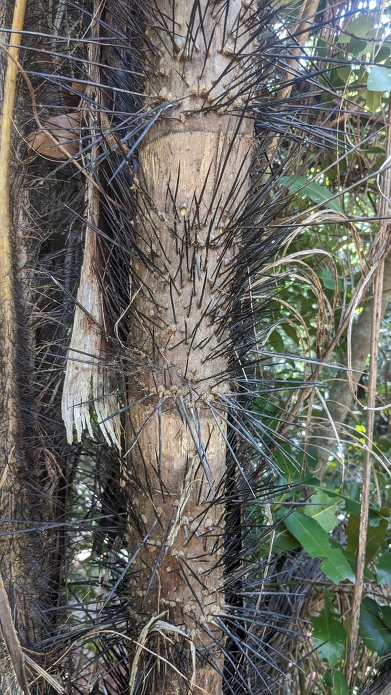 Bactris cubensis photo 5