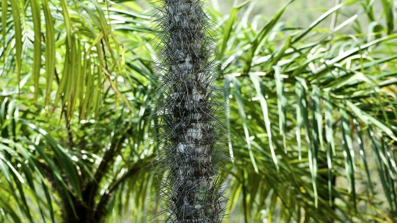 Bactris cubensis photo 7