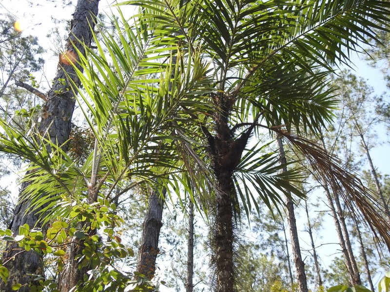 Bactris cubensis photo 8