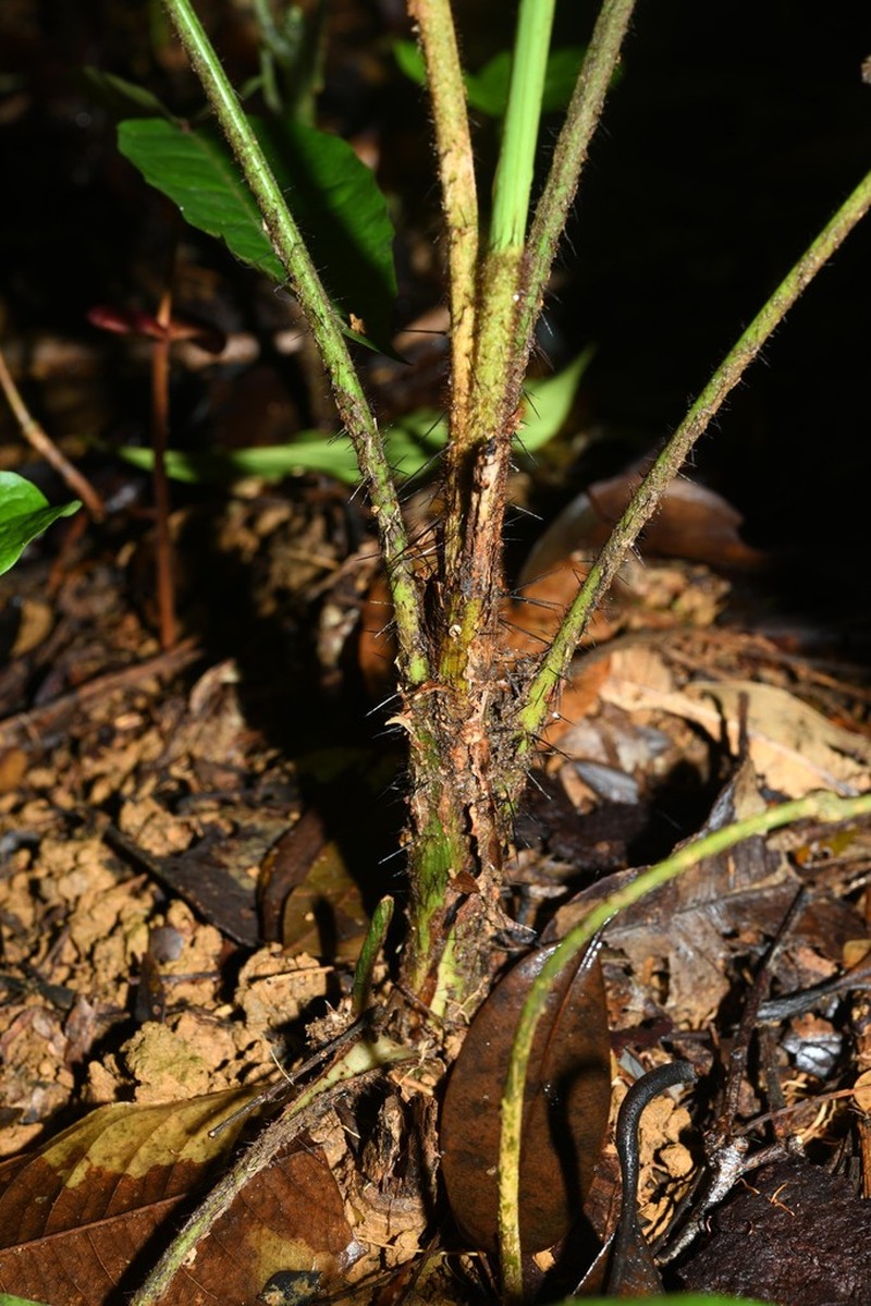Bactris cuspidata