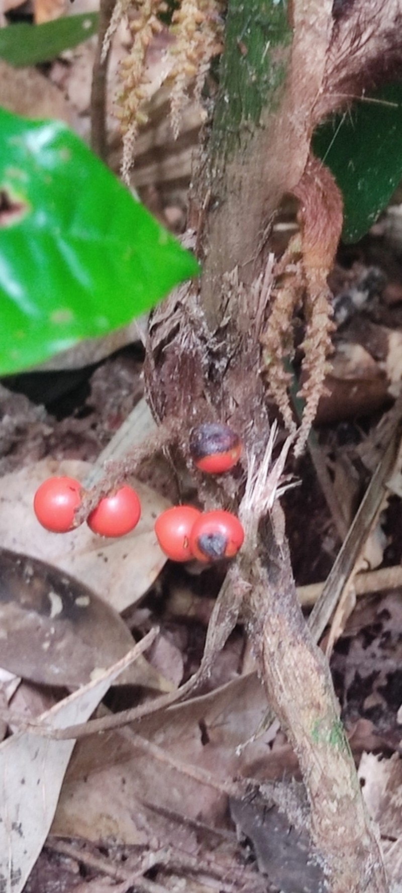 Bactris cuspidata photo 2