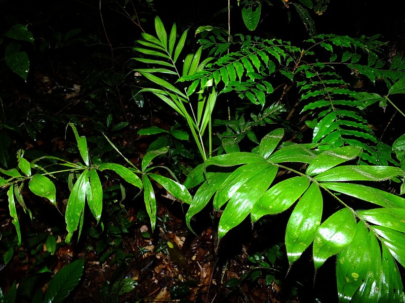 Bactris cuspidata photo 3