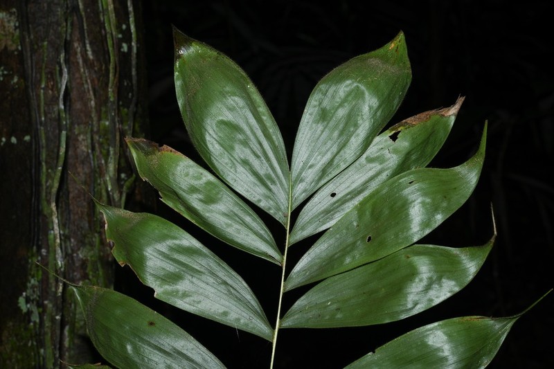 Bactris cuspidata photo 4