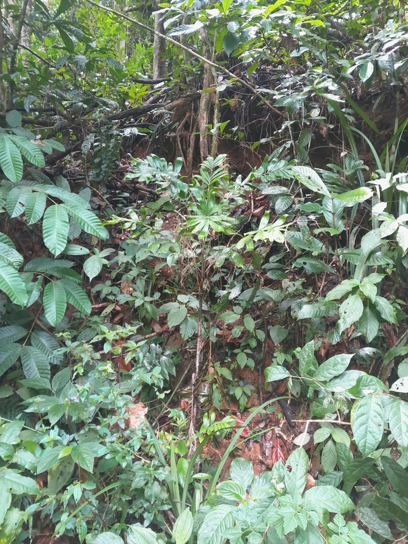 Bactris cuspidata photo 5
