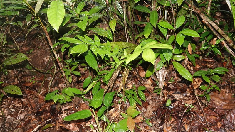 Bactris cuspidata photo 6