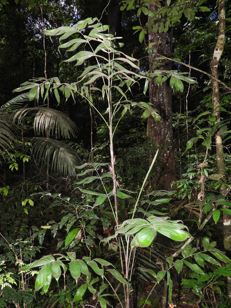 Bactris cuspidata photo 7