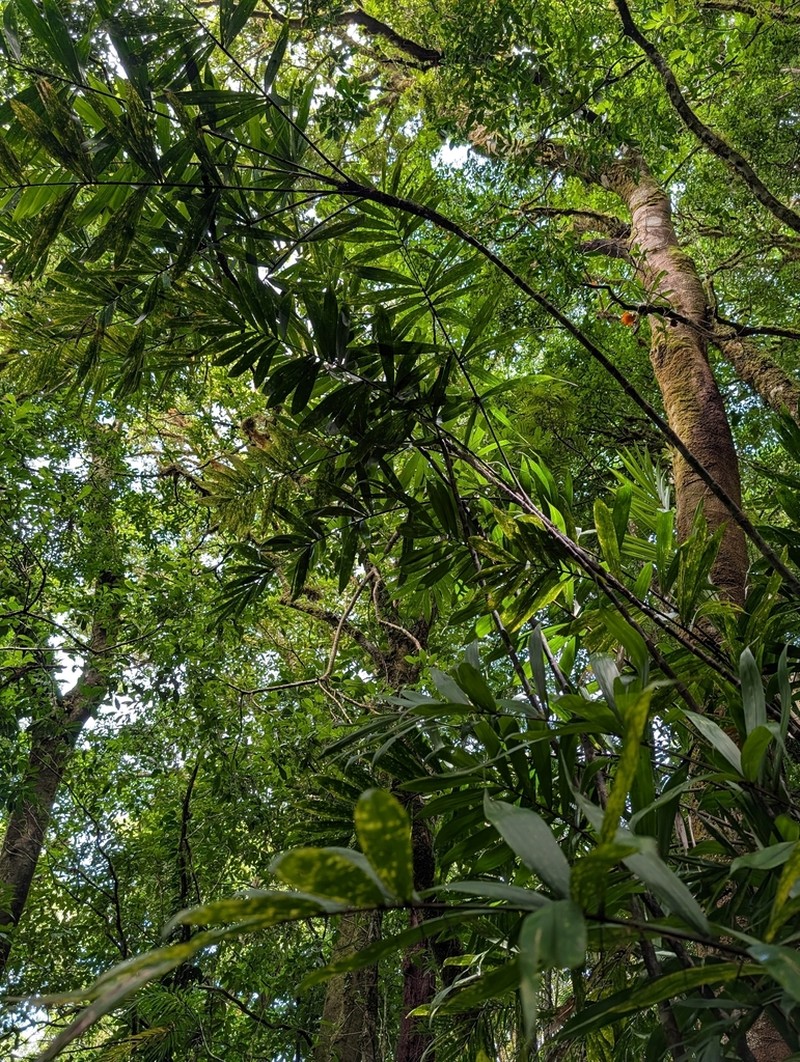 Bactris dianeura