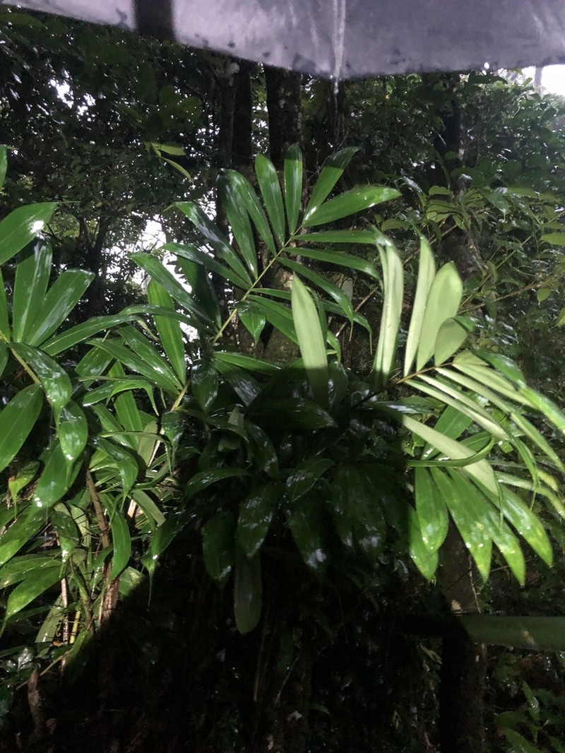 Bactris dianeura photo 2