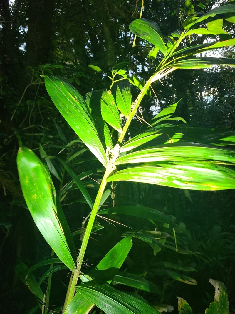 Bactris dianeura photo 3