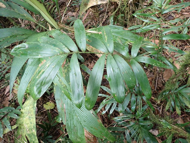 Bactris dianeura photo 4