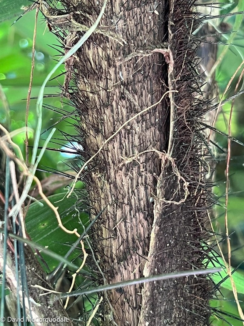 Bactris dianeura photo 5