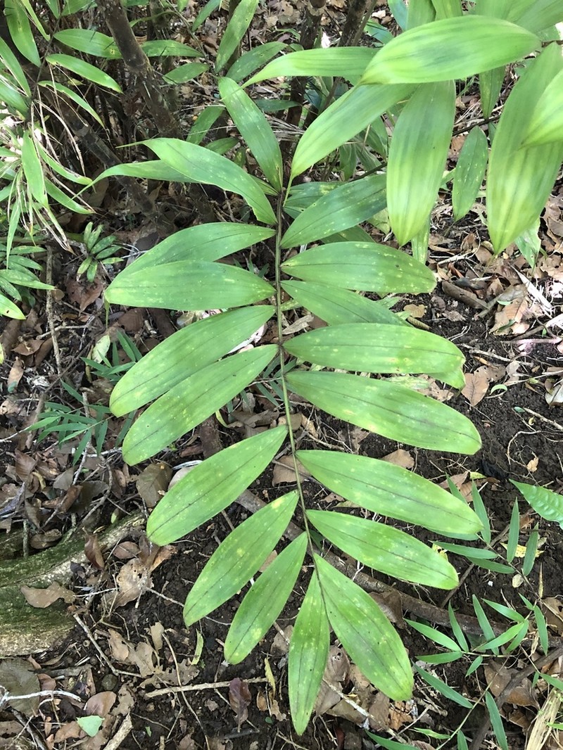 Bactris dianeura photo 6