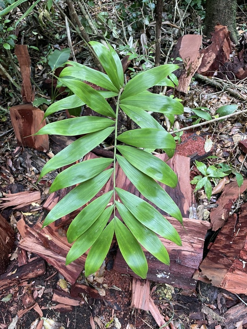 Bactris dianeura photo 7