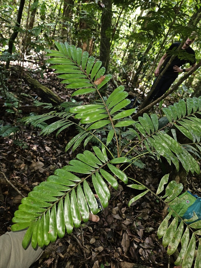 Bactris elegans photo 2