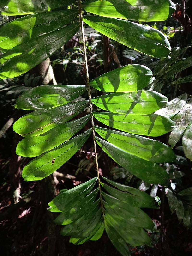 Bactris elegans photo 3