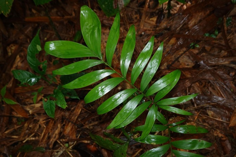 Bactris elegans photo 4