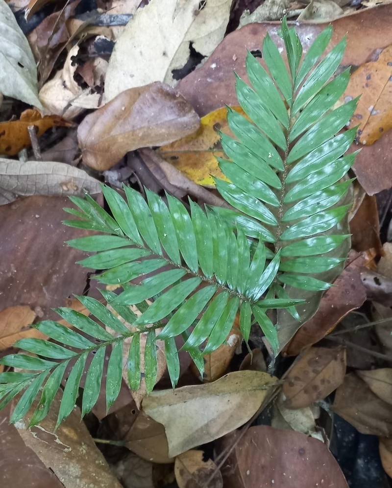 Bactris elegans photo 5